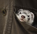 Ferret pet Royalty Free Stock Photo