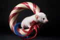 ferret playfully biting and interacting with a flexible tube