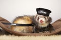 Ferret portrait in studio in police style with hat and handcuffs Royalty Free Stock Photo