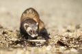 Ferret with small fish playing in summer day on water bank