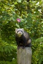 Ferret on a POST Royalty Free Stock Photo