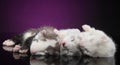 Ferret puppies sleeping on violet background