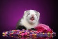 Ferret puppy with beads