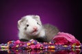 Ferret puppy with beads