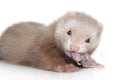 Ferret puppy eats tiny mouse