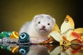 Ferret puppy lying among Christmas toys