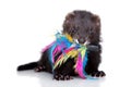 Ferret puppy playing with colored feathers on white background