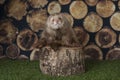 Ferret puppy playing outdoors on a summer day