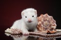 Ferret puppy with sea shell