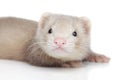 Ferret puppy on white background Royalty Free Stock Photo