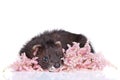 Ferret puppy on white background Royalty Free Stock Photo