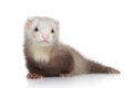 Ferret puppy on a white background