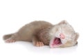Ferret puppy yawns lying on a white background
