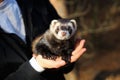 Black and white ferret in the hands of a woman Royalty Free Stock Photo