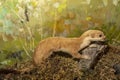 The ferret is Siberian in the woods. Mustela sibirica. Hiding for hunting