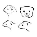 Ferret side view, hand drawn doodle, drawing sketch in gravure style, vector illustration