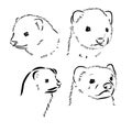 Ferret side view, hand drawn doodle, drawing sketch in gravure style, vector illustration