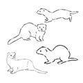 Ferret side view, hand drawn doodle, drawing sketch in gravure style, vector illustration