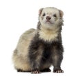 Ferret sitting, facing, isolated Royalty Free Stock Photo