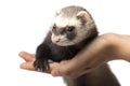 Ferret sitting on the hand isolated Royalty Free Stock Photo