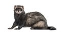 Ferret sitting, isolated Royalty Free Stock Photo