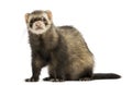 Ferret sitting, looking at the camera, isolated Royalty Free Stock Photo