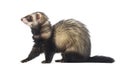 Ferret sitting and looking left Royalty Free Stock Photo