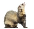 Ferret sitting, looking up, isolated Royalty Free Stock Photo