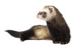 Ferret sitting on the side Royalty Free Stock Photo