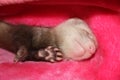 Ferret sleeping