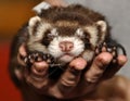 Ferret sleeping Royalty Free Stock Photo