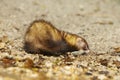 Ferret with small fish playing in summer day on water bank