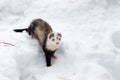 Ferret in the snow. Royalty Free Stock Photo