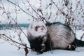 Ferret in the snow Royalty Free Stock Photo