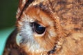 Tawny owl face Royalty Free Stock Photo
