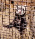 Ferret standing in the cage Royalty Free Stock Photo