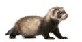 Ferret standing Royalty Free Stock Photo