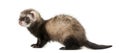 Ferret standing Royalty Free Stock Photo