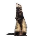 Ferret standing on hind legs and looking up Royalty Free Stock Photo