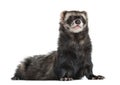 Ferret standing on his front paws, isolated Royalty Free Stock Photo