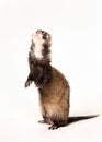 Ferret standing on rear lags Royalty Free Stock Photo