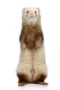 Ferret stands on a white background