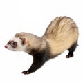 A Ferret Walking on a solid white empty space, towards the camera, isolated Royalty Free Stock Photo