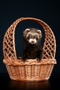 Ferret in wattled basket