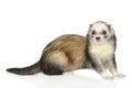 Ferret on a white background