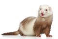 Ferret on a white background