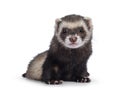Ferret on white background Royalty Free Stock Photo