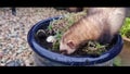 Working Ferrets on vermin in a garden