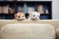 ferrets curious eyes over a sofa cushion