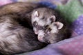 Ferrets: Mocha + Bean